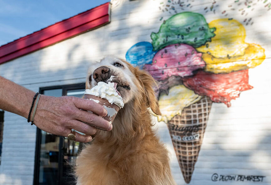 Ice cream places outlet for dogs